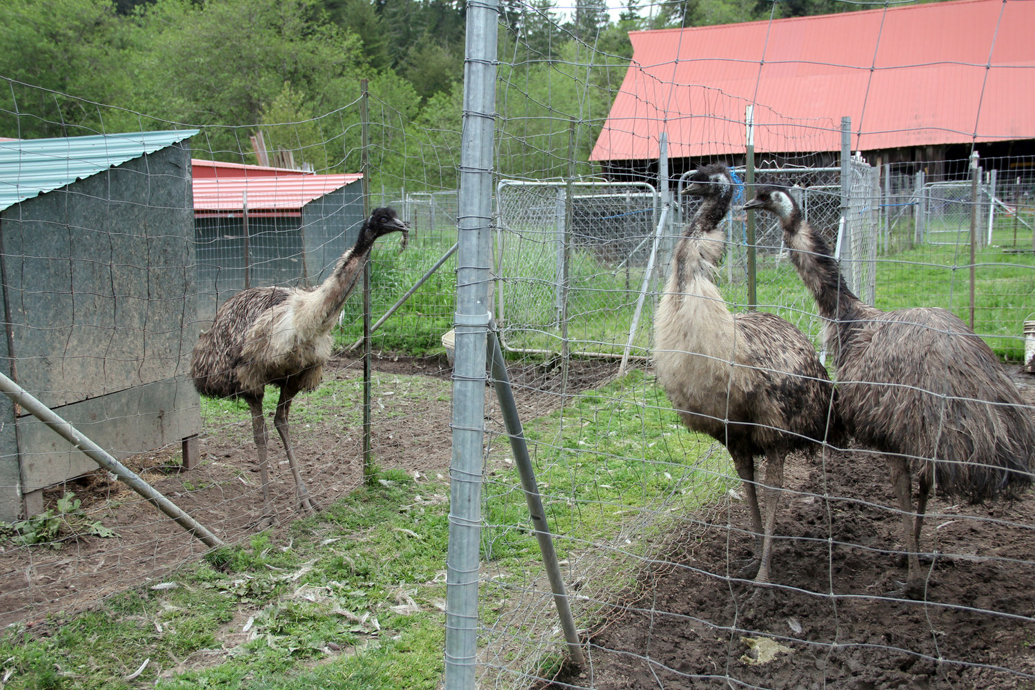 An adult emu sticks its head out of the fence toward two other emus at 3 Feathers Emu Ranch and Farm near Adna on Friday.