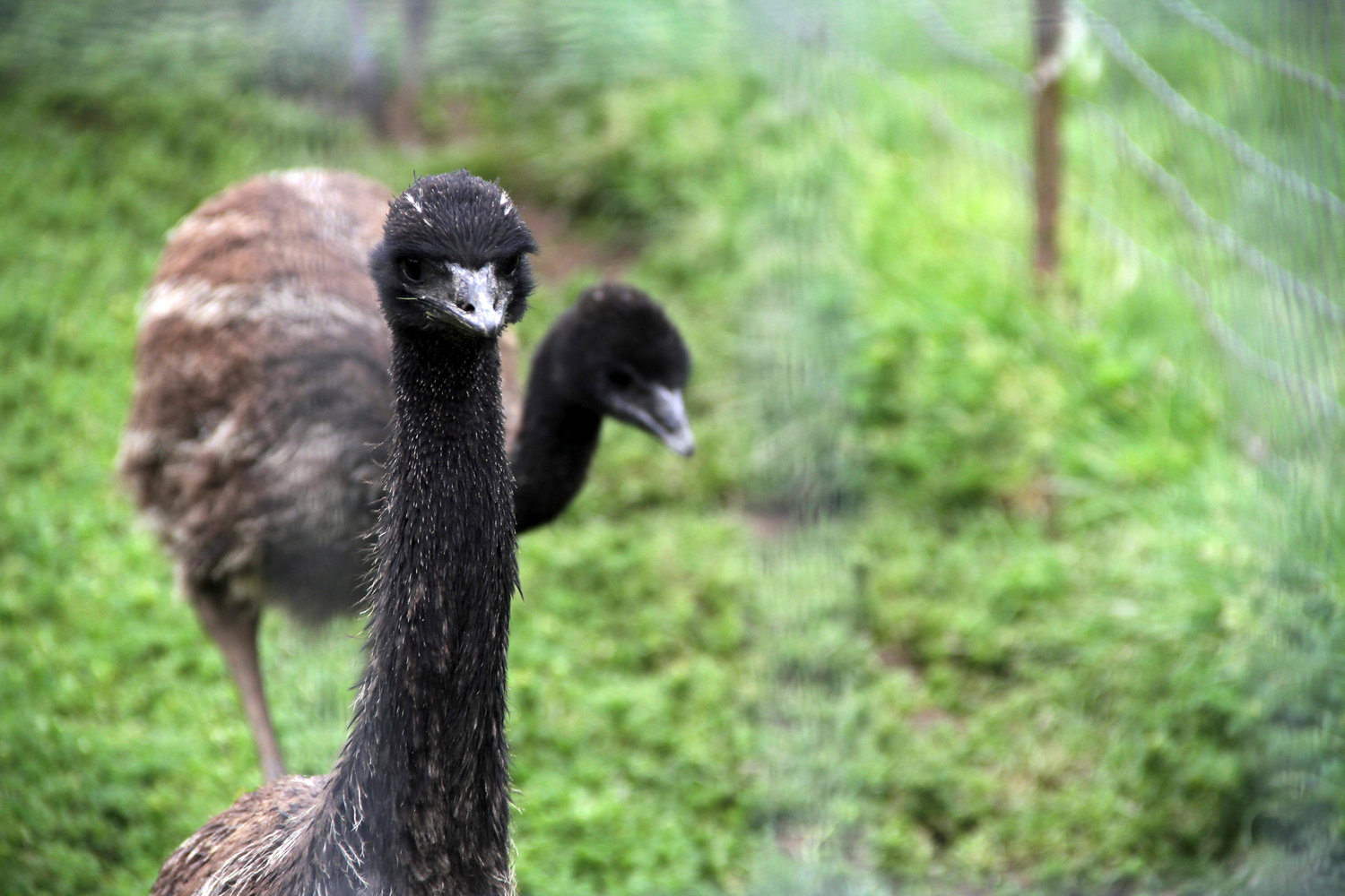 Two young emus are seen through a fence at 3 Feathers Emu Ranch and Farm near Adna on Friday.
