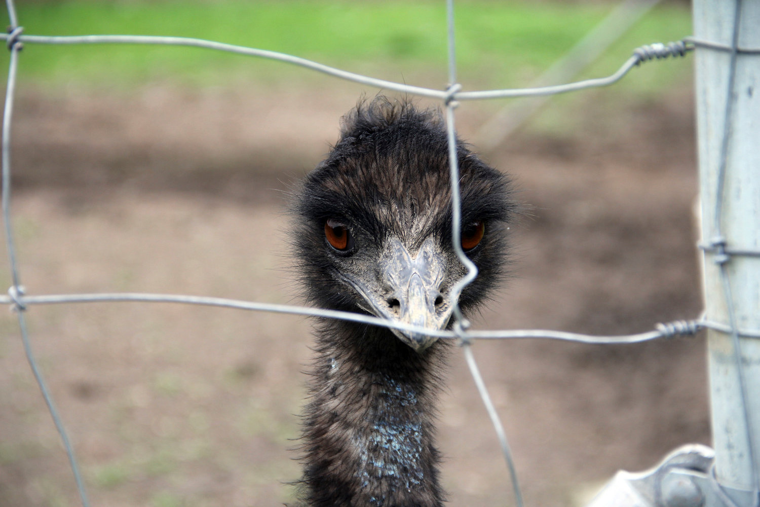An emu looks through a fence at 3 Feathers Emu Ranch and Farm near Adna on Friday.
