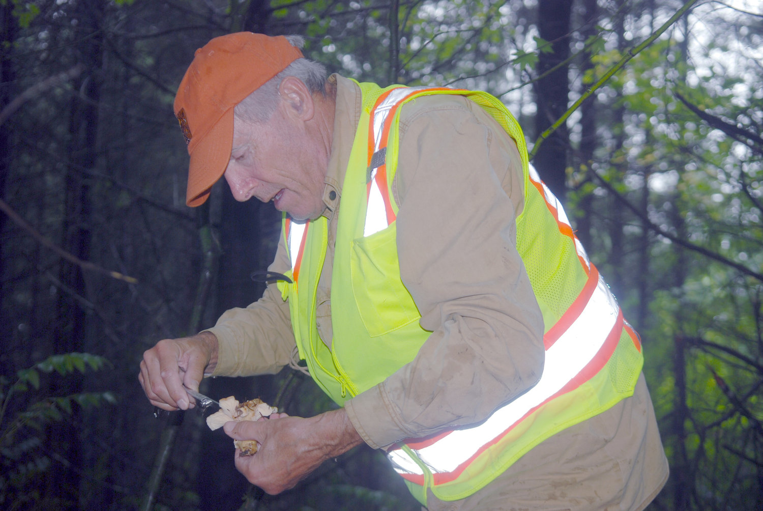Jim Byrd of Winlock cleans and inspects a white Chanterelle mushroom in a forest near Winlock.