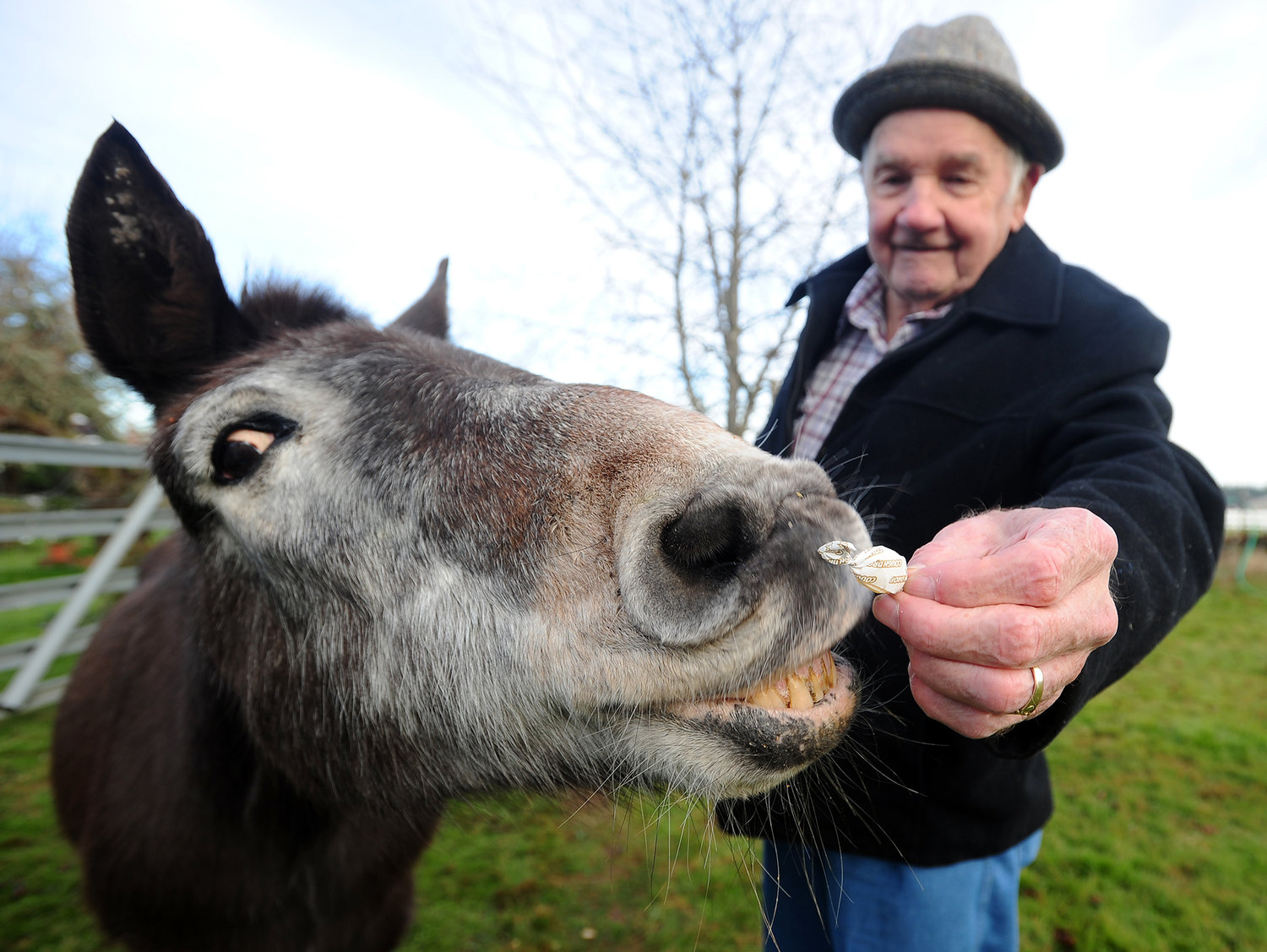 Herb Yantis feeds his 50-year-old mule, Ted, a cough drop Ñ wrapper and all Ñ in the backyard pin at their home in Adna on Tuesday morning. Yantis, his wife, Bummy, and Ted will all be celebrating their birthdays in the first week of December. Ted, a former work mule, has been pampered for much of his golden years. Mules typically live between 30 and 40 years.