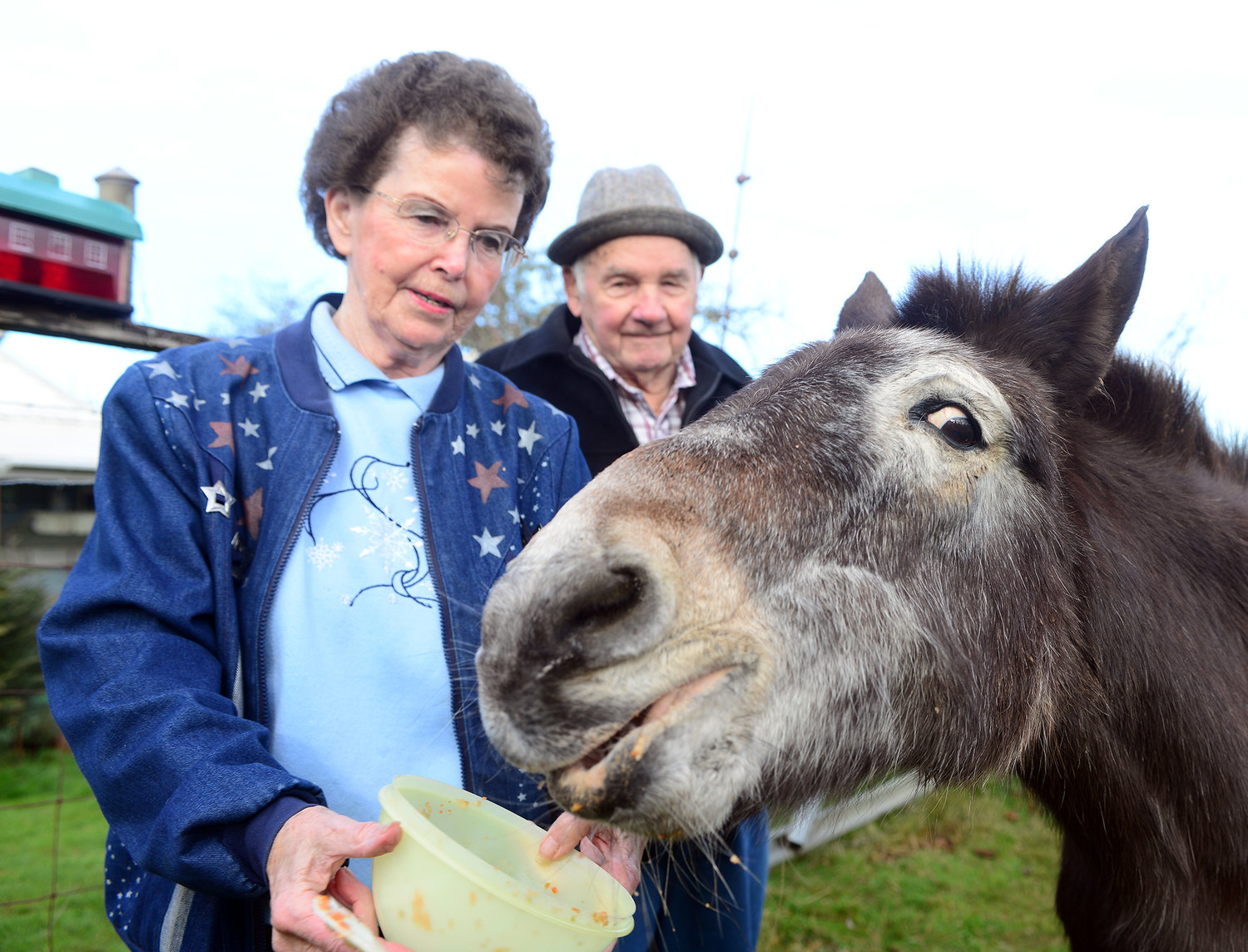 Bummy Yantis and her husband, Herb, feed their 50-year-old mule, Ted, at their home in Adna on Tuesday morning.