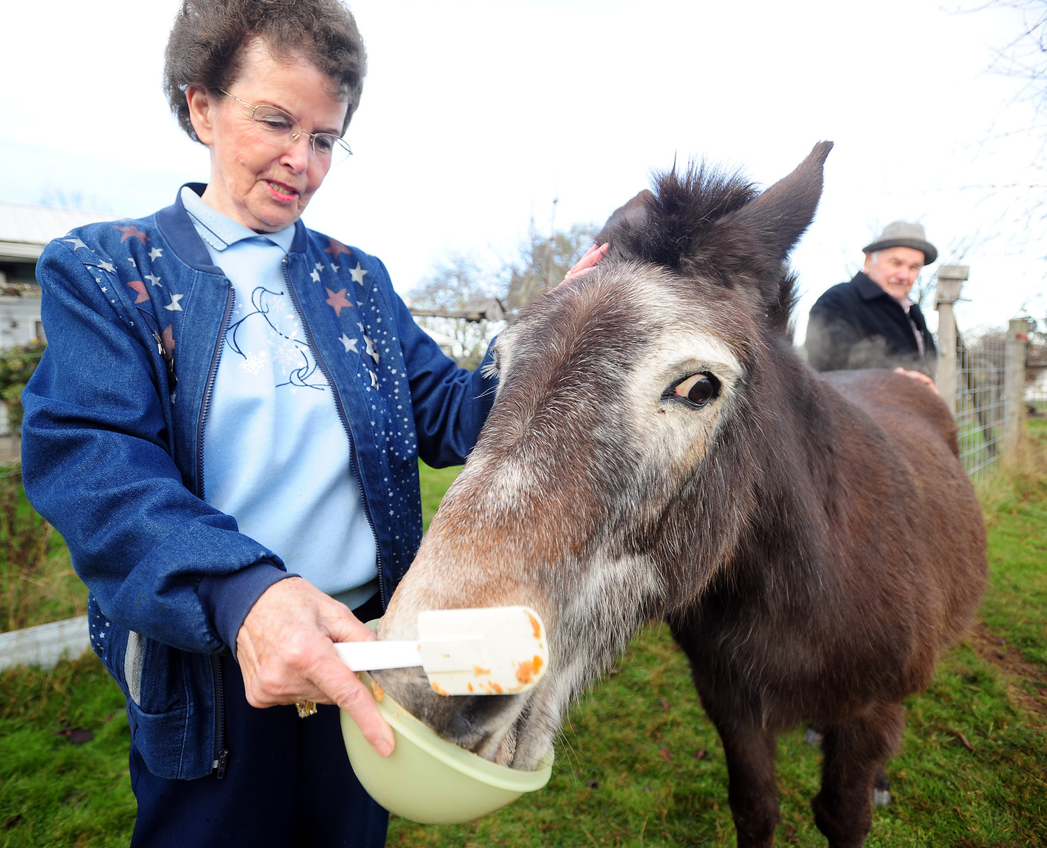 Bummy Yantis and her husband, Herb, feed their 50-year-old mule, Ted, at their home in Adna on Tuesday morning.