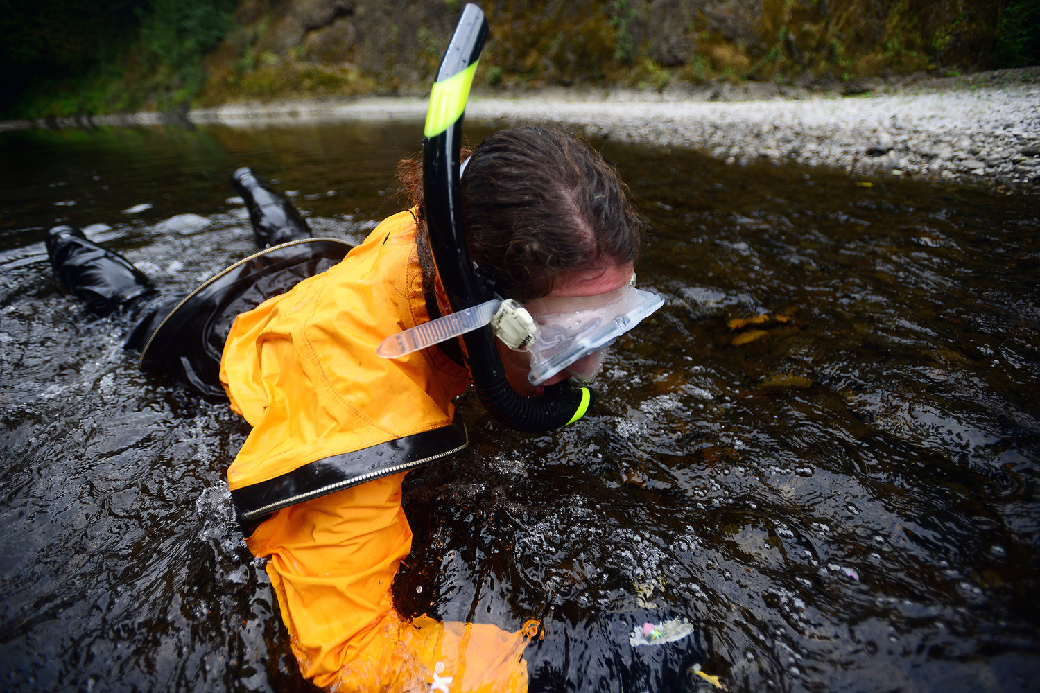 Washington Department of Wildlife employee Amy Edwards conducts a survey of the Chehalis River on Monday afternoon outside Pe Ell. Edwards, with snorkel gear on, was counting fish species in the river.
