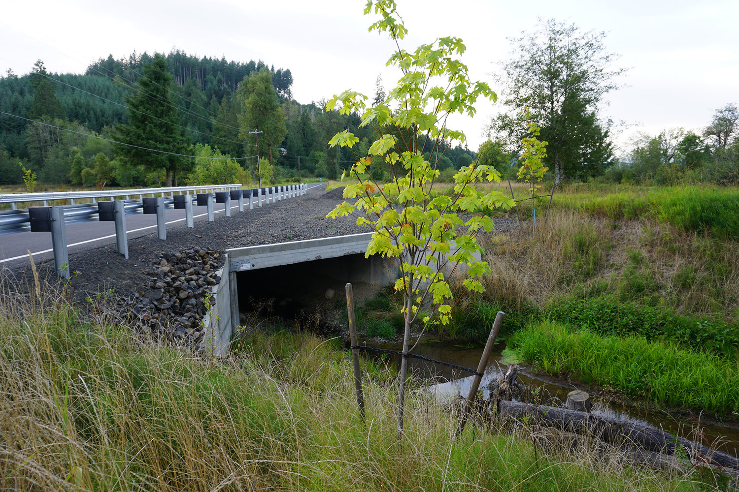FILE PHOTO — Prairie Creek flows under a new culvert on Bunker Creek Road. The concrete structure replaced a metal pipe that had been obstructing the passage of salmon. The newly planted tree is part of revegetation efforts to improve habitat in the creek.