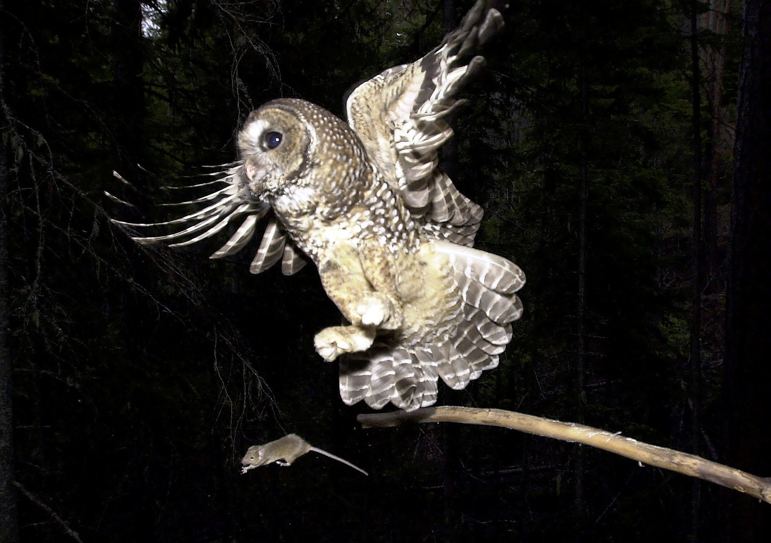 FILE -- In a May 8, 2003, file photo, a northern spotted owl named Obsidian by U.S. Forest Service employees flies after an elusive mouse jumping off the end of a stick in the Deschutes National Forest near Camp Sherman, Ore.