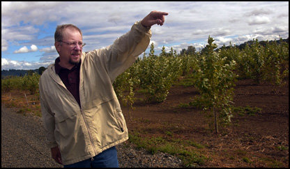 Adam Amato / The Chronicle Chehalis Wastewater Superintendent Patrick Wiltzius on Monday points out the end of the poplar tree plantation, which spans 250 acres, with 190 acres devoted to the poplar trees. The project is located along state Route 6 east of Scheuber Road in Chehalis. The city of Chehalis planted poplar trees last year as a way to use treated wastewater from the new treatment plant instead of releasing it into the Chehalis River.