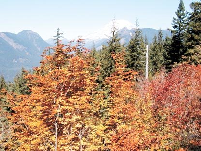 Buddy Rose / The Chronicle In the fall, fine views of Mount Rainier and other high-country attractions are enhanced by the spectacular colors produced as deciduous trees and plants put on their autumn coats.