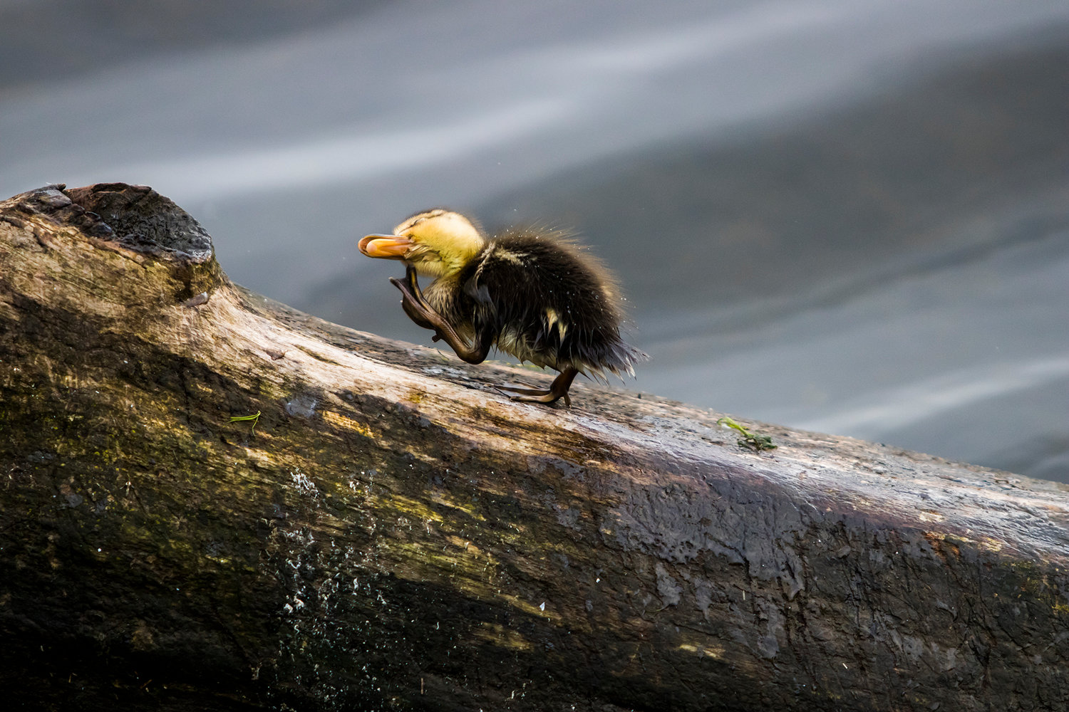 A duckling scratches while standing on a log in June 2018 near the edge of Capitol Lake in Olympia.