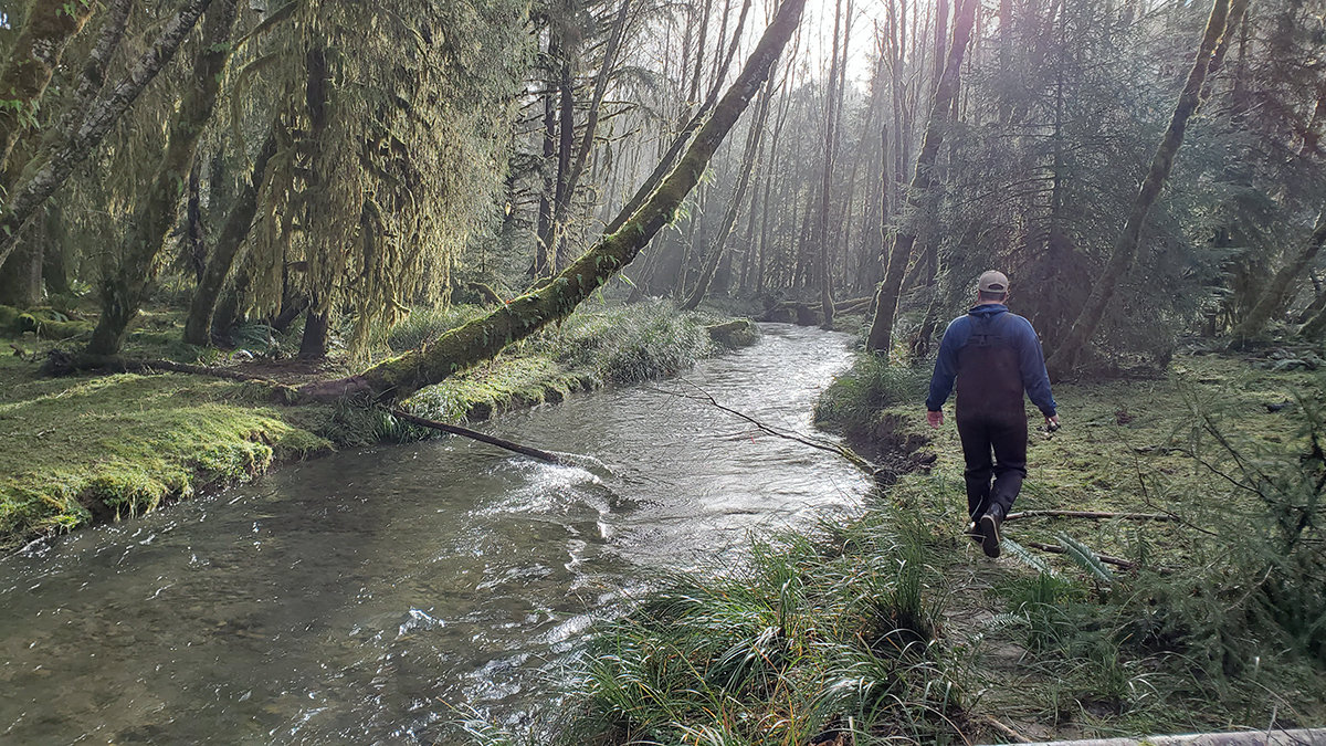 Garrett Dokter walks long a tributary of the Salmon River near the edge of the Queets Rainforest while steelhead fishing in January 2021.