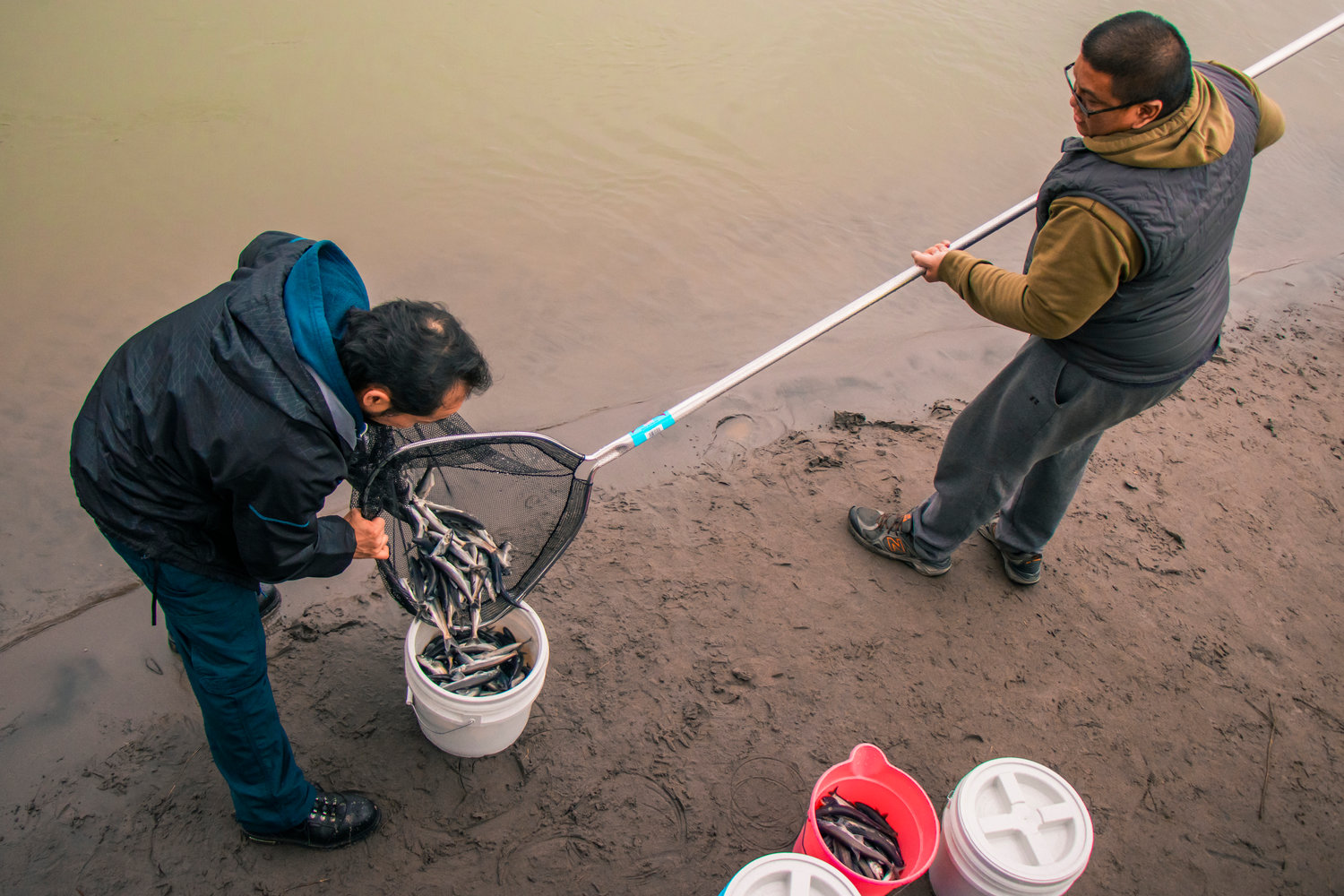Roger Konma, left, fills a bucket with smelt from a net along the Cowlitz River in Castle Rock on Tuesday.