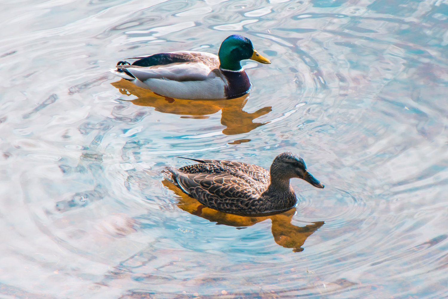 Ducks paddle around the Borst Park pond on Monday in Centralia.
