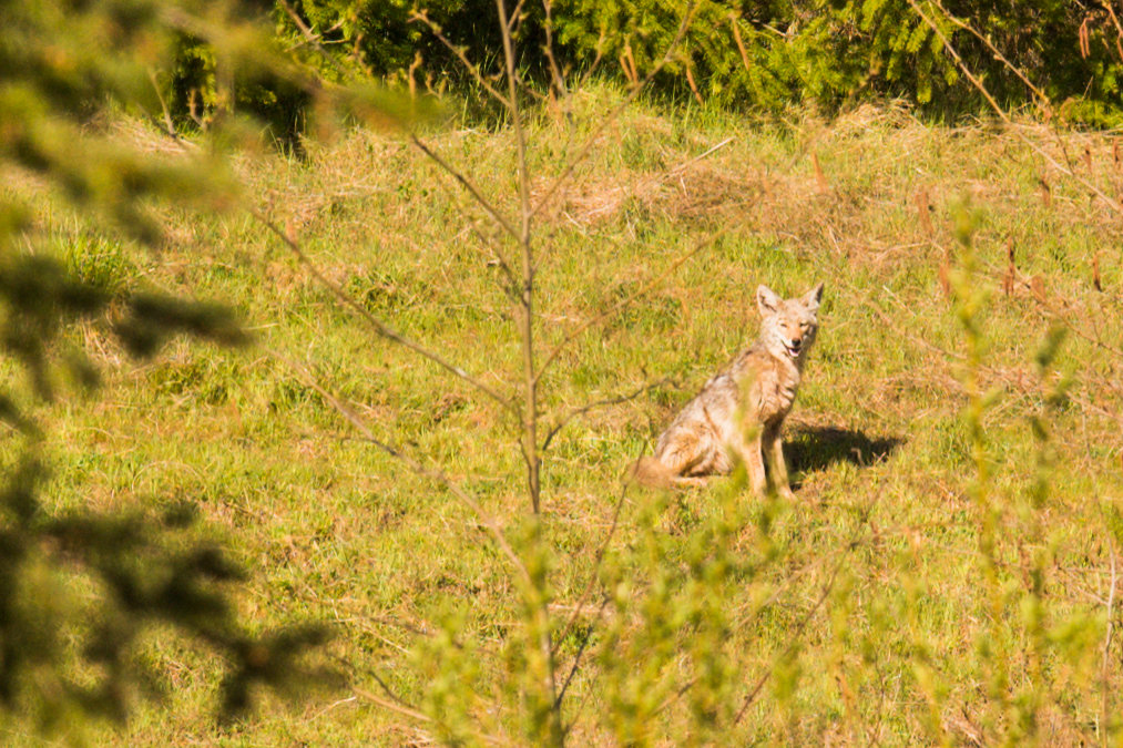 A coyote sits in the sun inside TransAlta property in Centralia on Thursday.