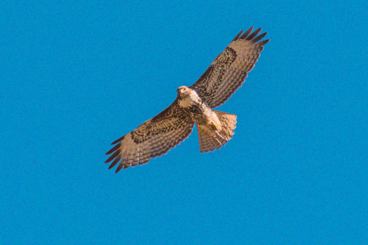 A bird of prey flies over TransAlta property last week in Centralia.