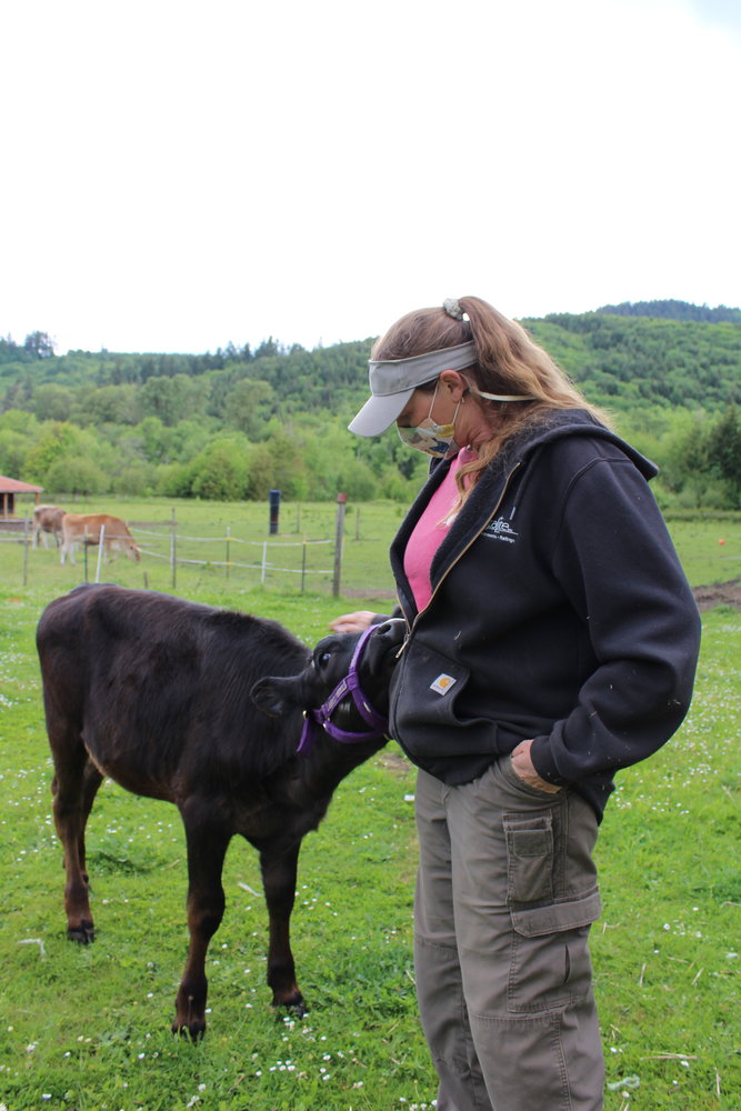 Melissa Nolan of Misspits Rescue in Oakville pets Grace the calf on a recent afternoon at the sanctuary. Though started as a dog rescue, Misspits has grown to encompass farm animals such as cows, chickens, pigs, goats, sheep and horses.