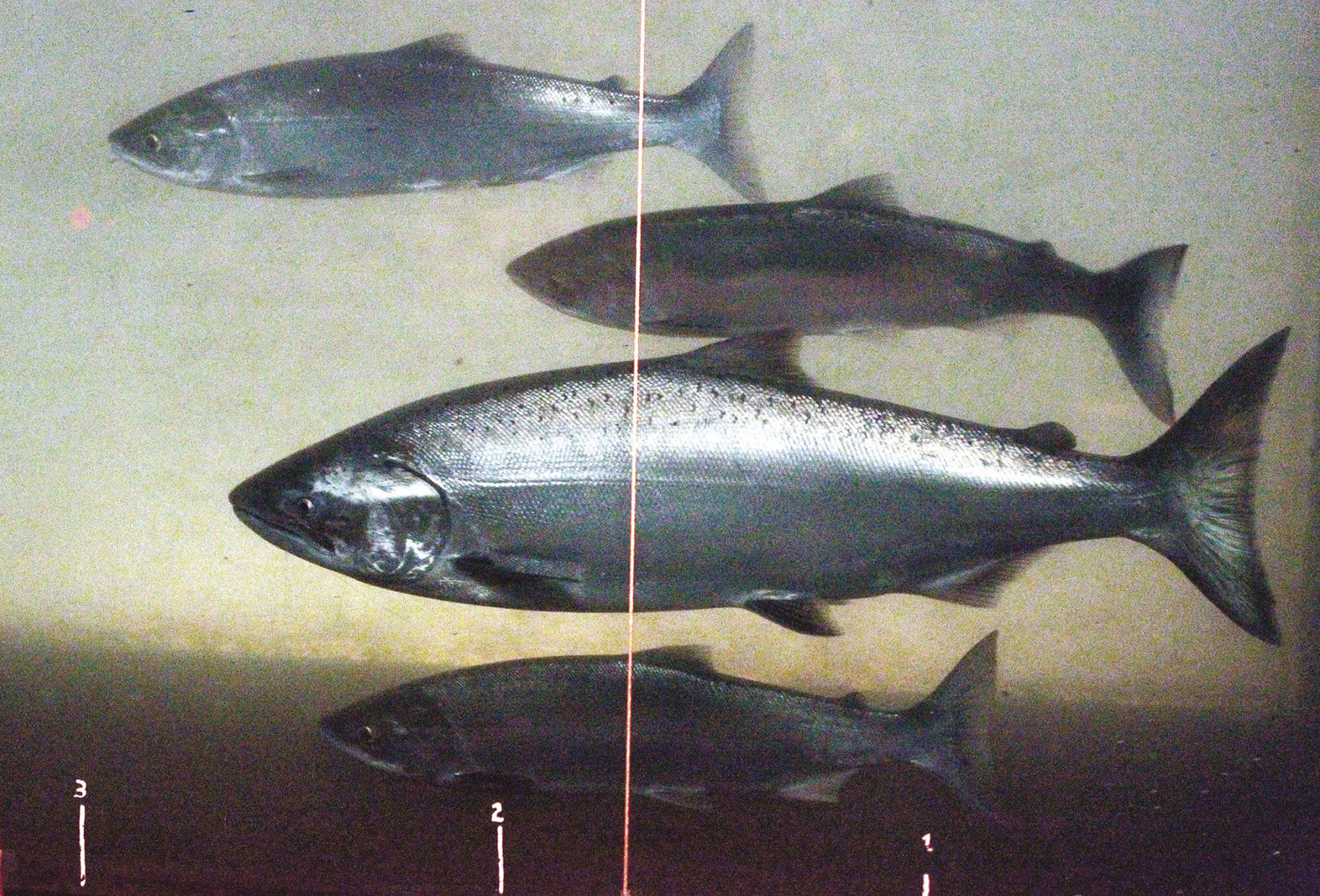 In this June 27, 2012, file photo, a Chinook salmon, second from the bottom, swims in the Columbia River with sockeye salmon at the Bonneville Dam fish-counting window near North Bonneville, Wash.