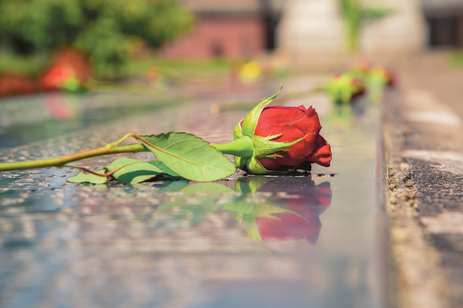 A red rose is seen on a memorial for local fallen soldiers. It was placed at George Washington Park by Mary Astrid of the Purple Heart Committee on Memorial Day.