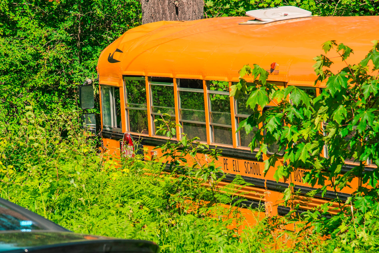 A Pe Ell School bus is seen following a crash into a tree Wednesday afternoon off state Route 6.