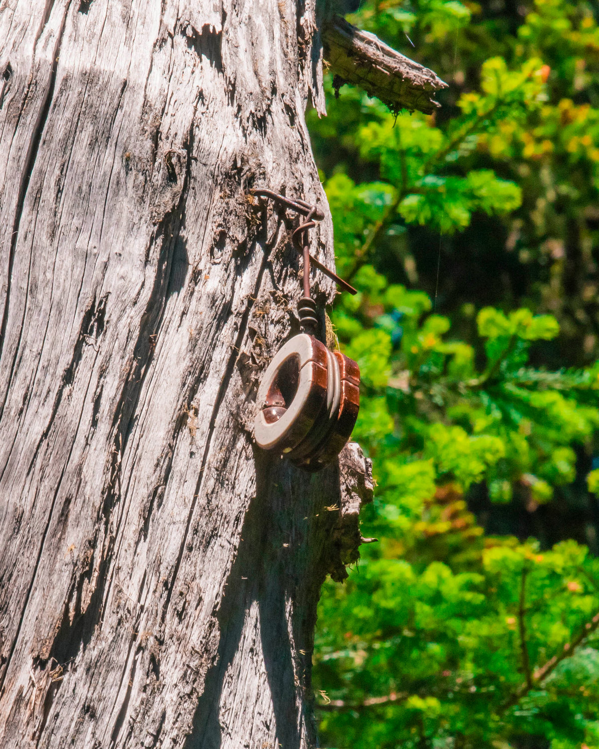 A telephone wire insulator that once was used to run line through the forest hangs from a tree along the trail to High Rock Lookout.