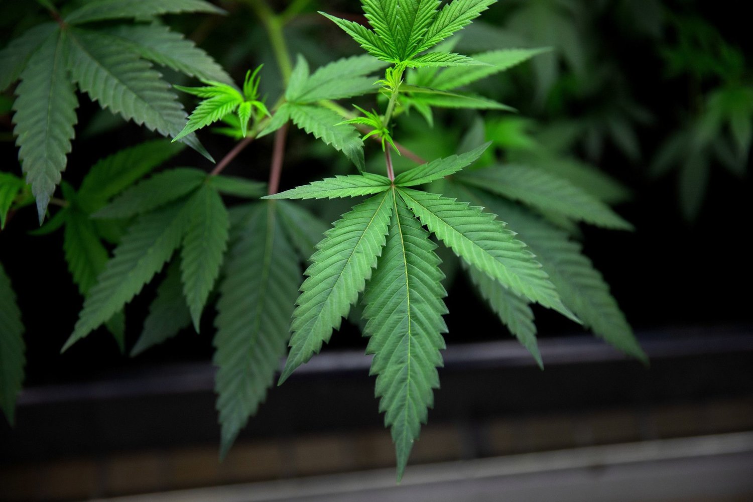 Marijuana plants grow under lights at a medical marijuana cultivation facility Aug. 8, 2018, in Joliet, Illinois. Illinois is one of 37 states to make medicinal marijuana legal. (Erin Hooley/Chicago Tribune/TNS)