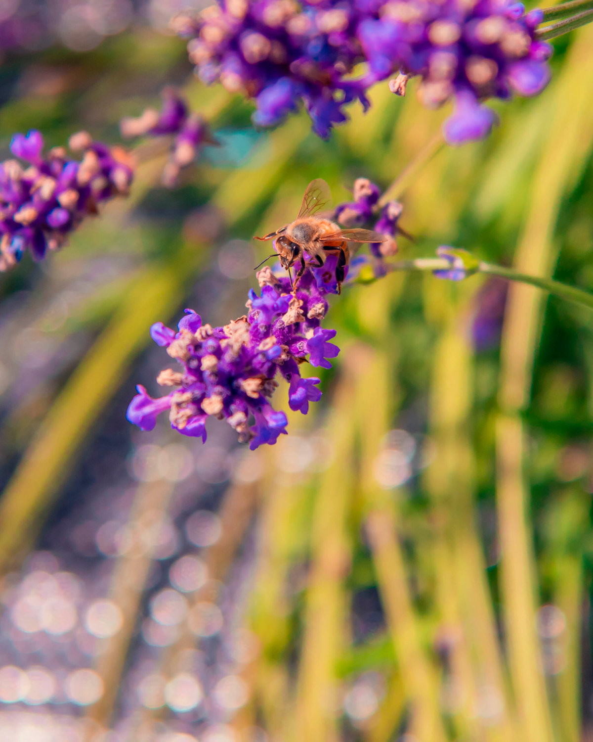 A honey bee sits on a lavender plant at the Walupt Farms Thursday in Rochester.