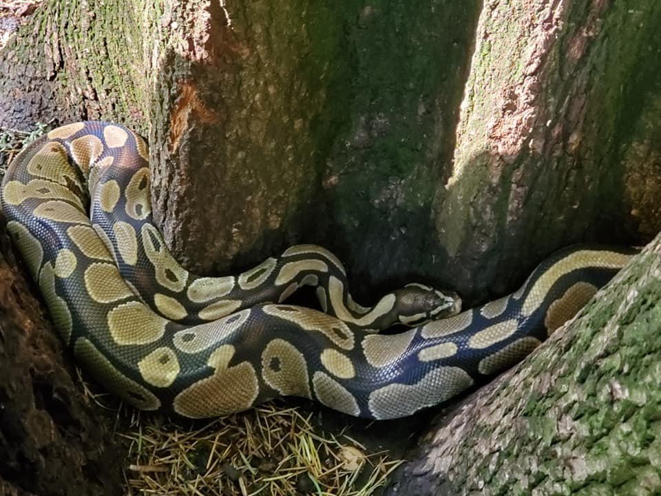 Camas police found eight "medium-sized" python snakes Thursday near Round Lake that they believe were dumped there by someone who kept them as pets.