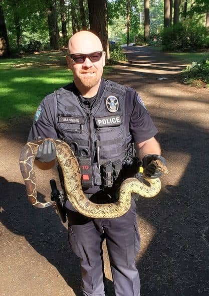 Camas police found eight "medium-sized" python snakes Thursday near Round Lake that they believe were dumped there by someone who kept them as pets.