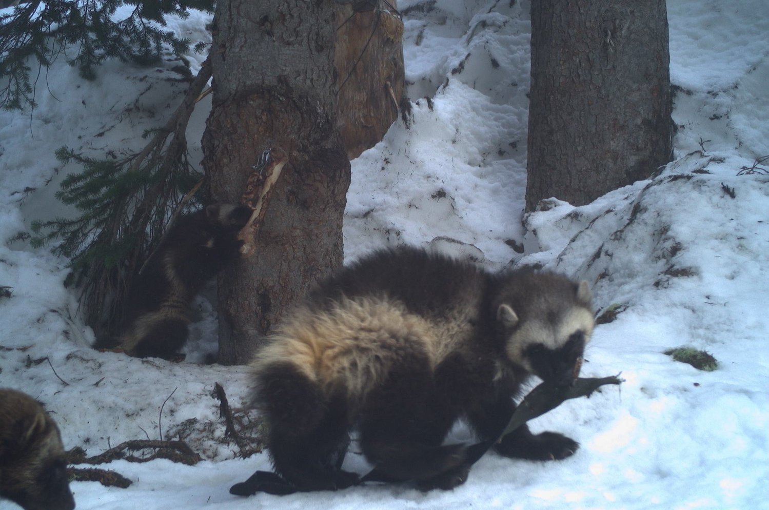 A wolverine family in a remote area of Mount Rainier National Park is pictured in June 2021.
