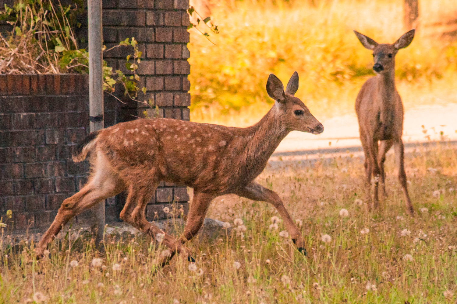 Deer run through a field near Rush road in Napavine last August.