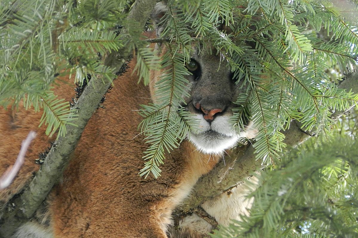 A 197-pound cougar perches in a tree after being treed by hounds on Monday, March 5, 2018. The cougar is the largest recorded tagged cat in Washington. Biologists placed a tracking collar on the animal as part of a larger predator/prey study. (Katie Kern / Courtesy)