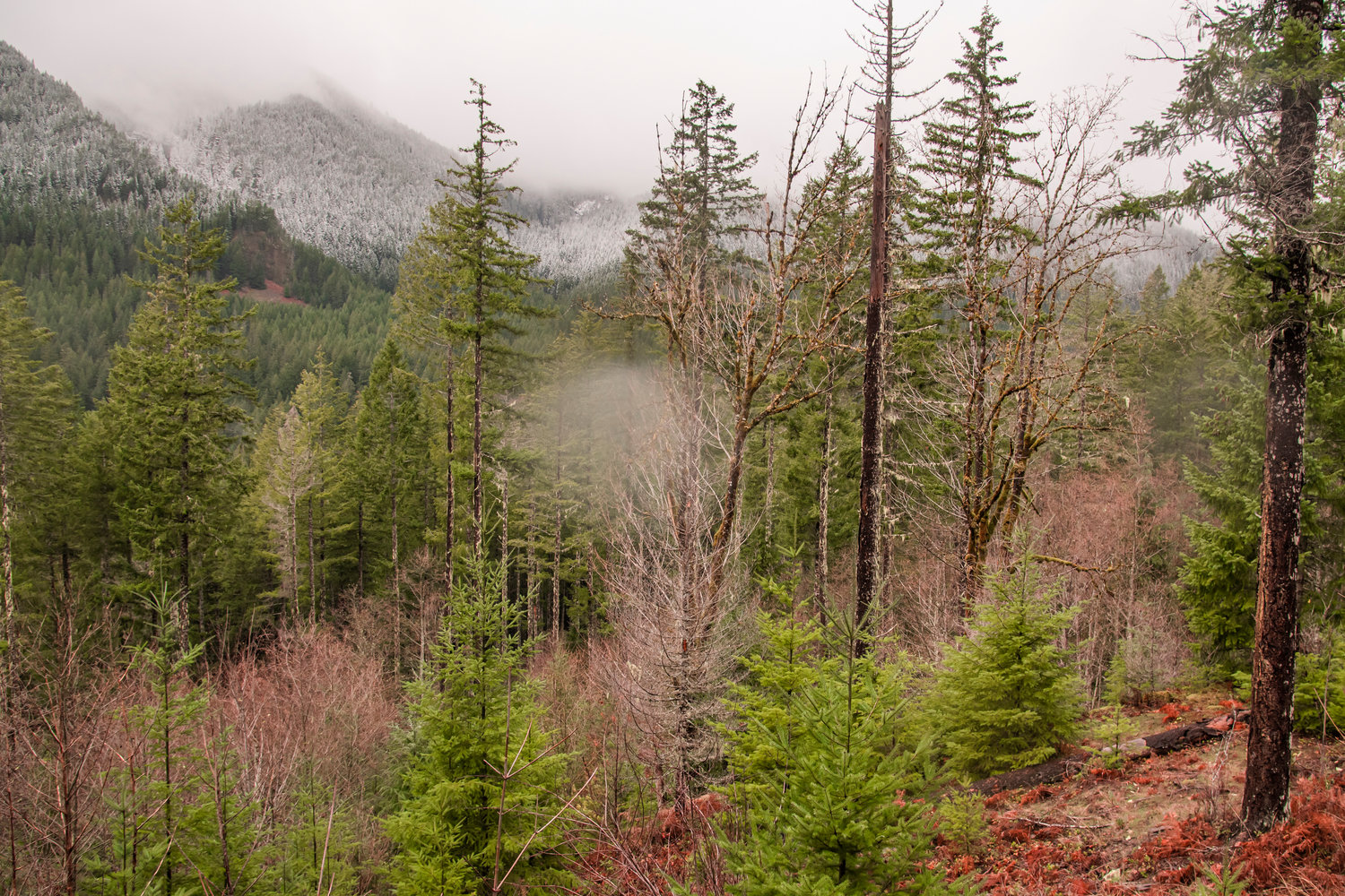 Trees sit just below the snow line in the Gifford Pinchot National Forest.