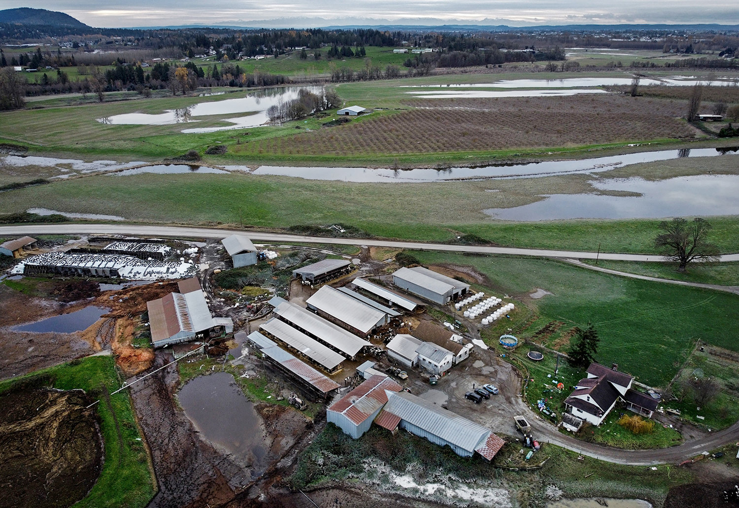 Signs of flood waters remain around Baumgardner Dairy, seen from the air on Nov. 24, 2021, in Mount Vernon, Washington. (Ken Lambert/Seattle Times/TNS)