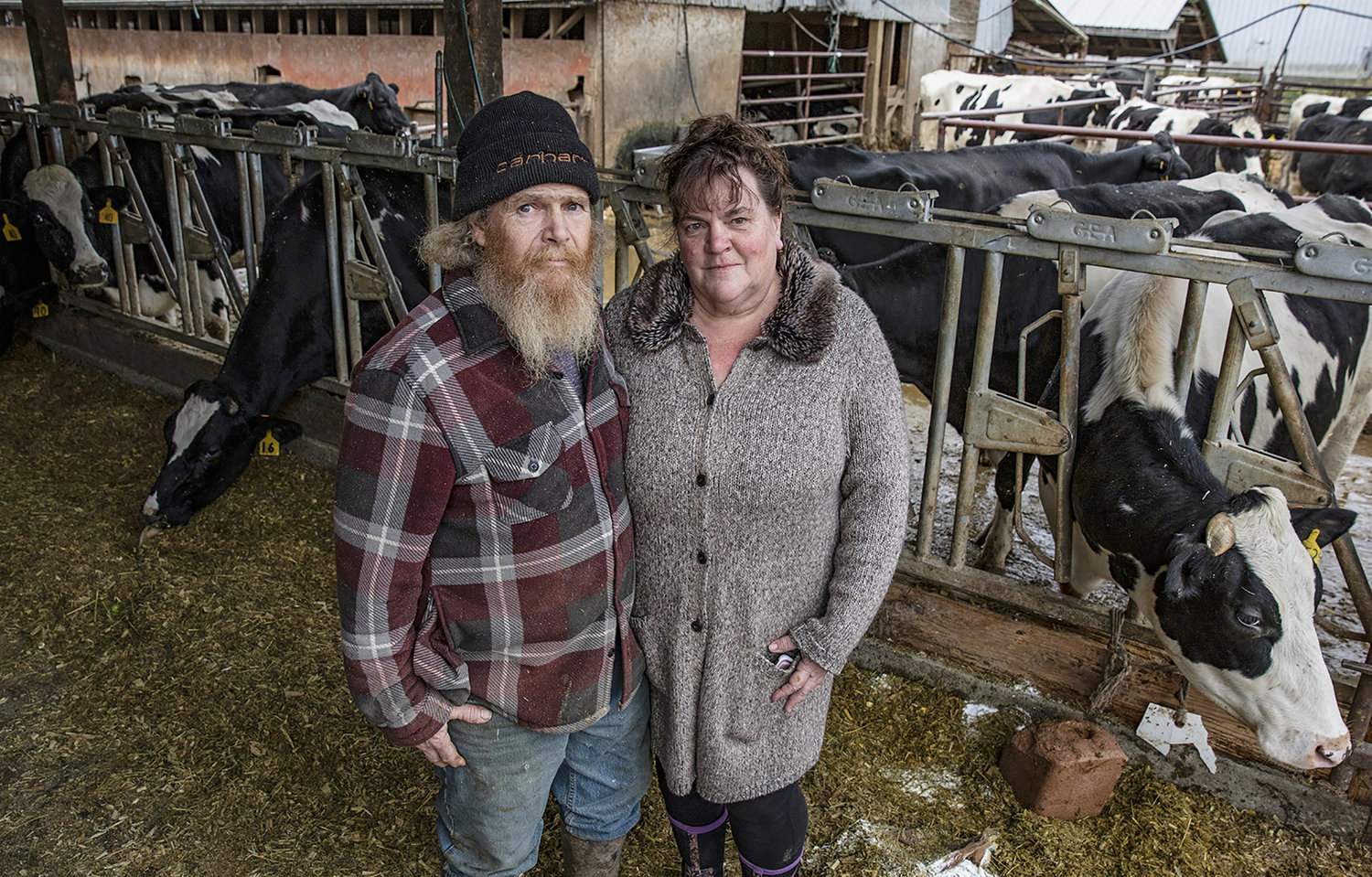 David Baumgardner and his wife, Lucinda, with some of their dairy cows that survived flooding, on Nov. 24, 2021, in Mount Vernon, Washington. (Ken Lambert/Seattle Times/TNS)