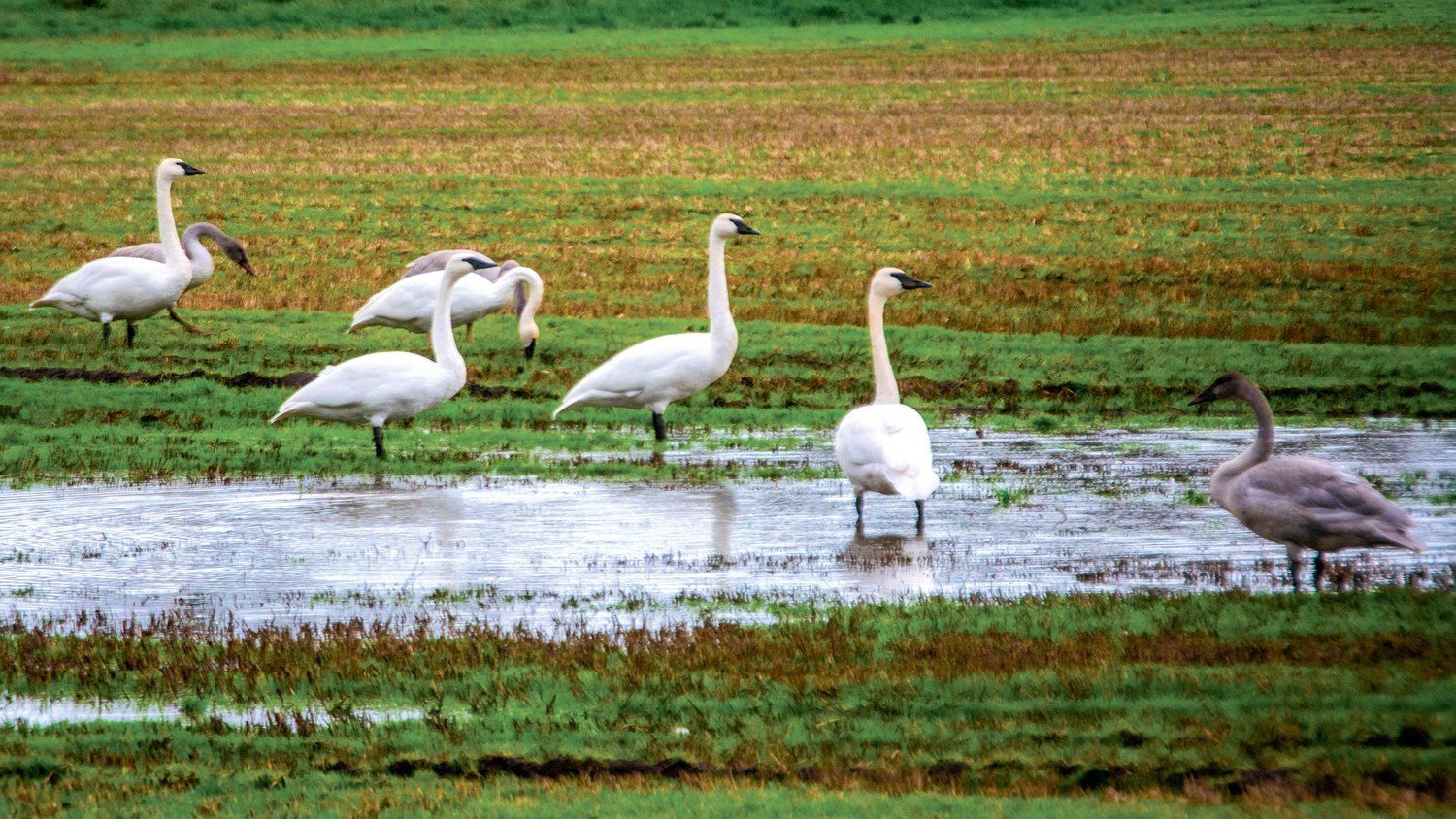 Trumpeter swans are pictured off of state Route 6 near the City of Chehalis poplar tree farm Saturday.