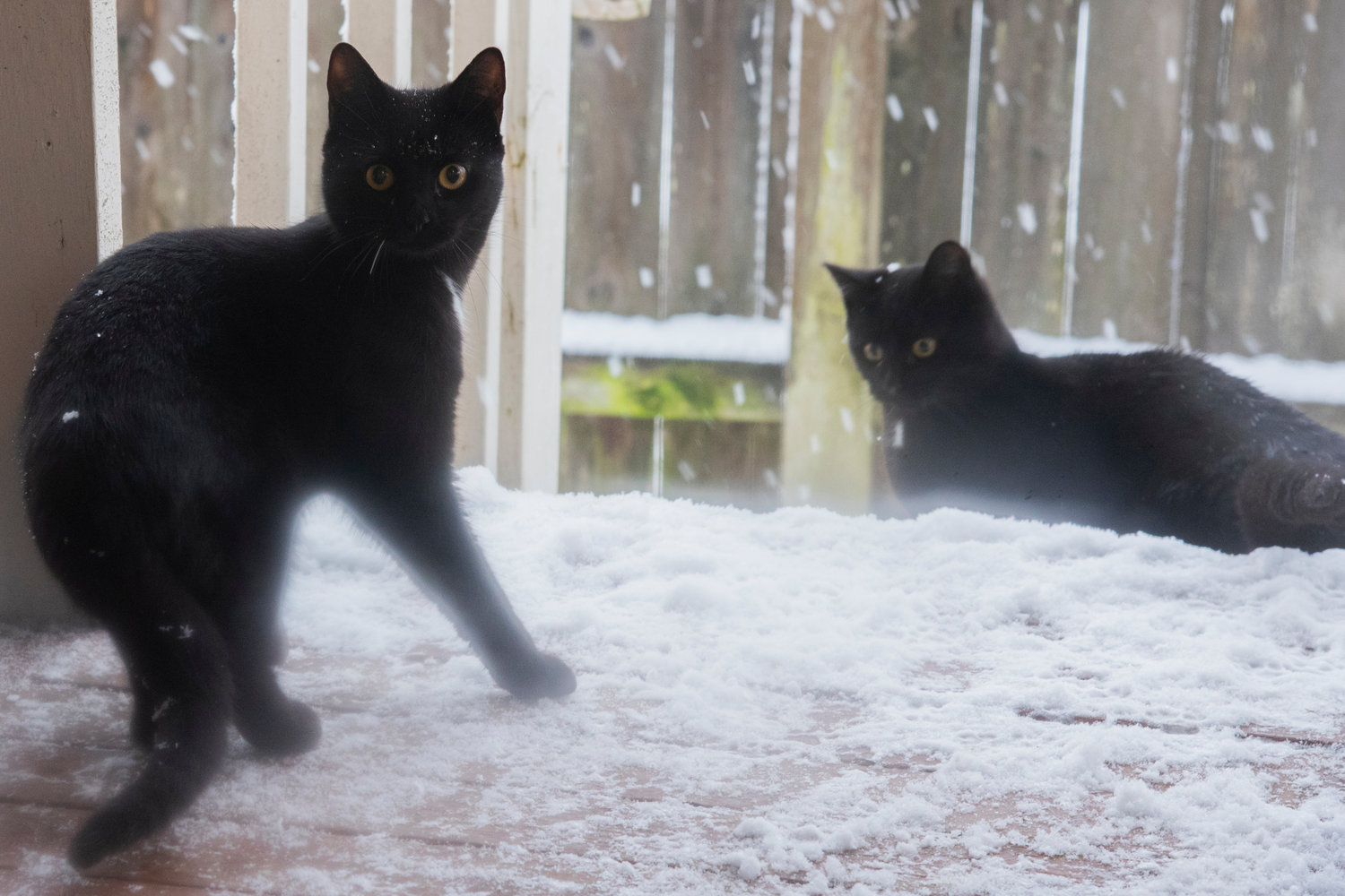 Stray kittens play in the snow Sunday in Chehalis.