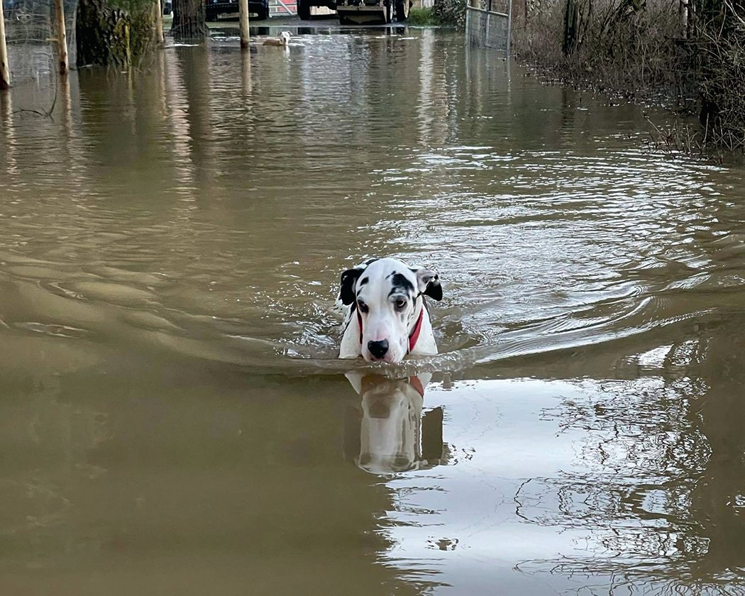 Community Rushes to Aid of Flooded Animal Rescue in South Thurston County |  The Daily Chronicle