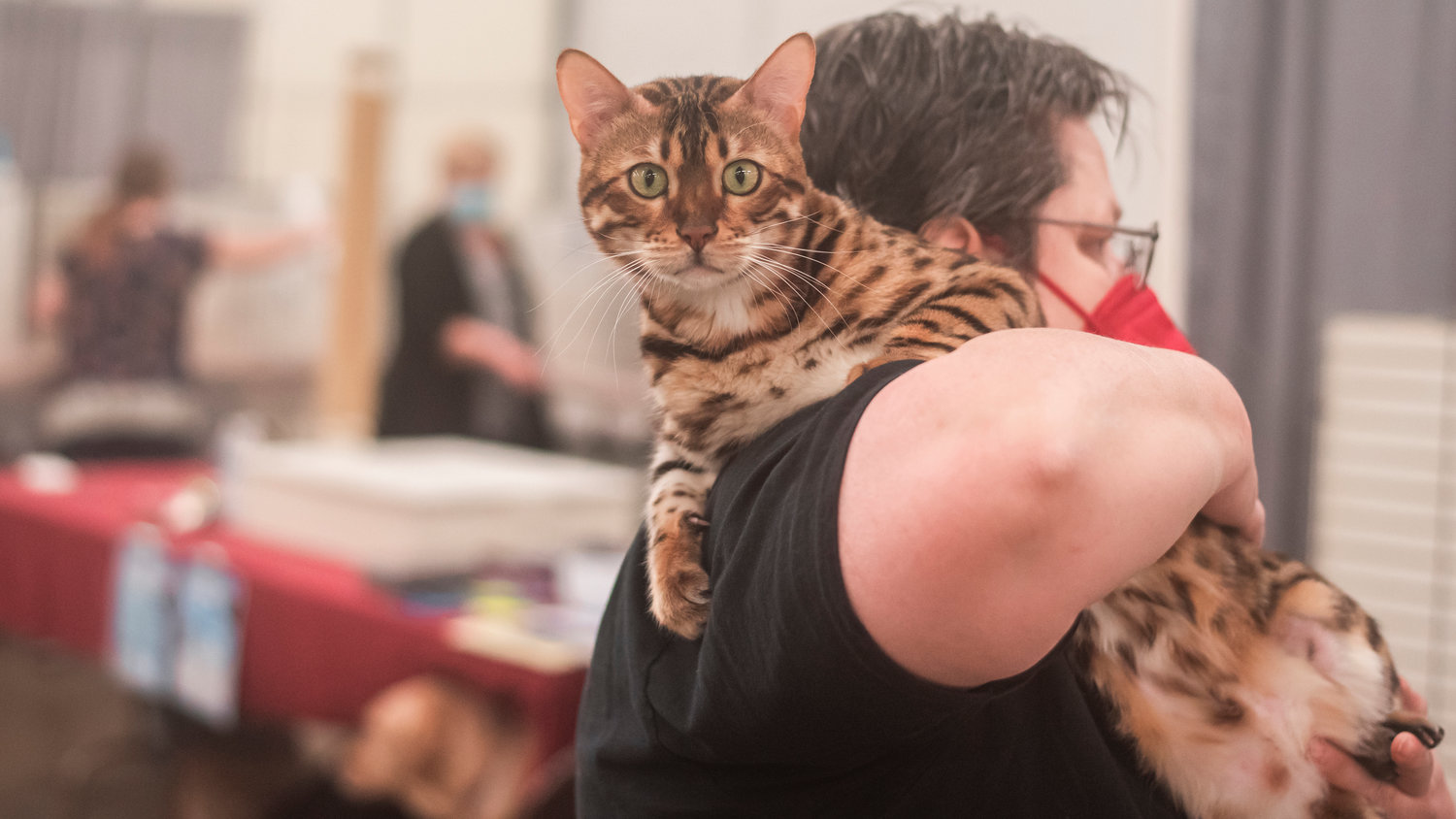 Ginger Thompson carries Sammy, a Bengal cat, on her shoulder through the Blue Pavilion at the Southwest Washington Fairgrounds in Centralia on Sunday.