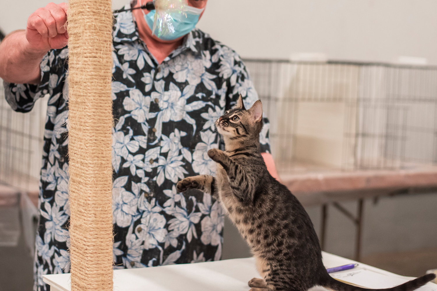 Cloudsrest, a Charcoal Savannah cat owned by Julie Laney, of Rainier looks on while playing with a toy held by Judge Jim Armel at the Southwest Washington Fairgrounds on Sunday.