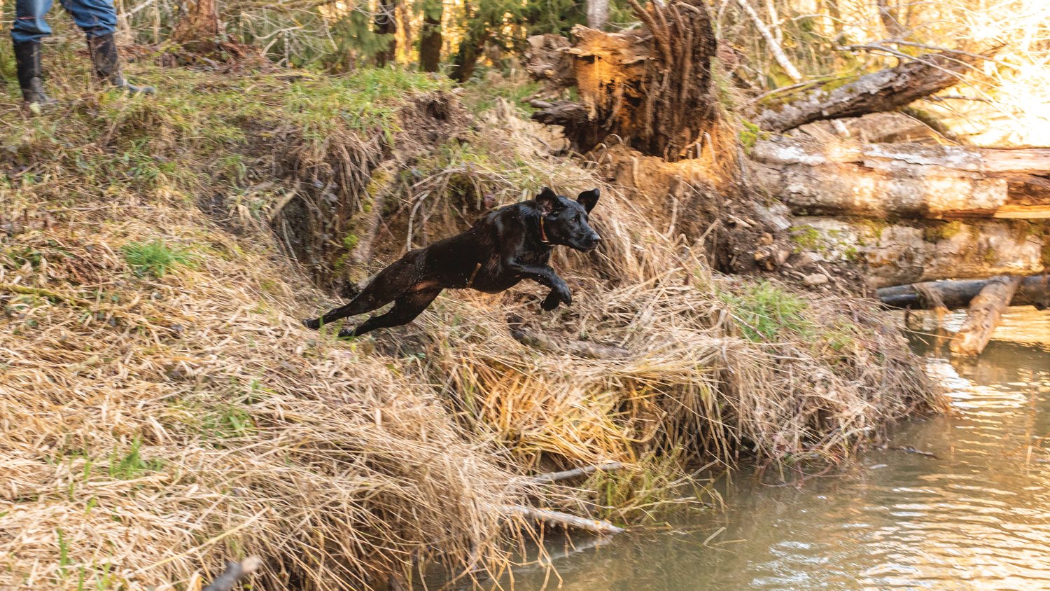 Bob Russell’s dog Rigby leaps into Mill Creek near Adna Thursday afternoon.