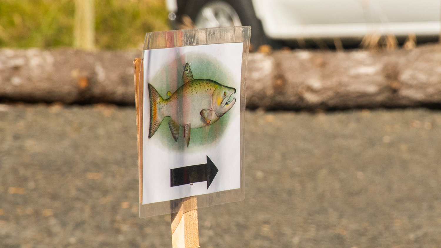 A salmon sign points off Jeffries Road near Adna during a Stream Team event.