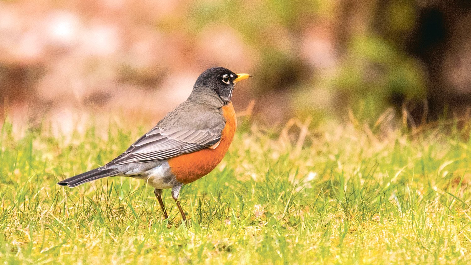 An American Robin looks on while standing in a patch of grass in Ashford on Thursday.