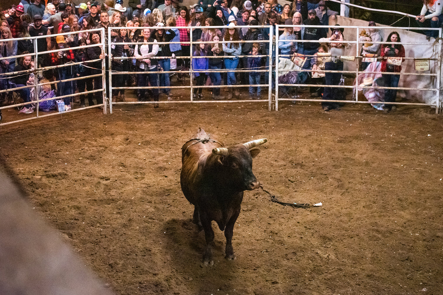 FILE PHOTO — Crowds watch as a bull runs free in a pen during a Lazy HK Bar Rodeo Winter Series Event in Silver Creek.