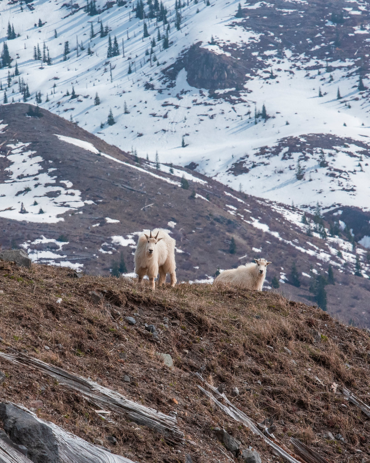Mount Goats are pictured near the Johnston Ridge Observatory at Mount St. Helens on Tuesday, March 29, 2022.