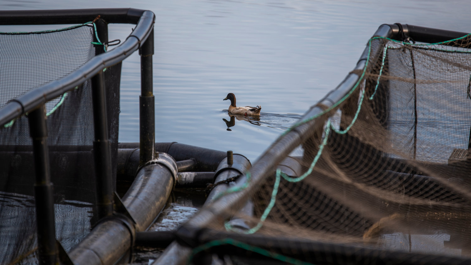 A duck swims by a net pen complex on Carlisle Lake holding coho and steelhead Friday morning in Onalaska.