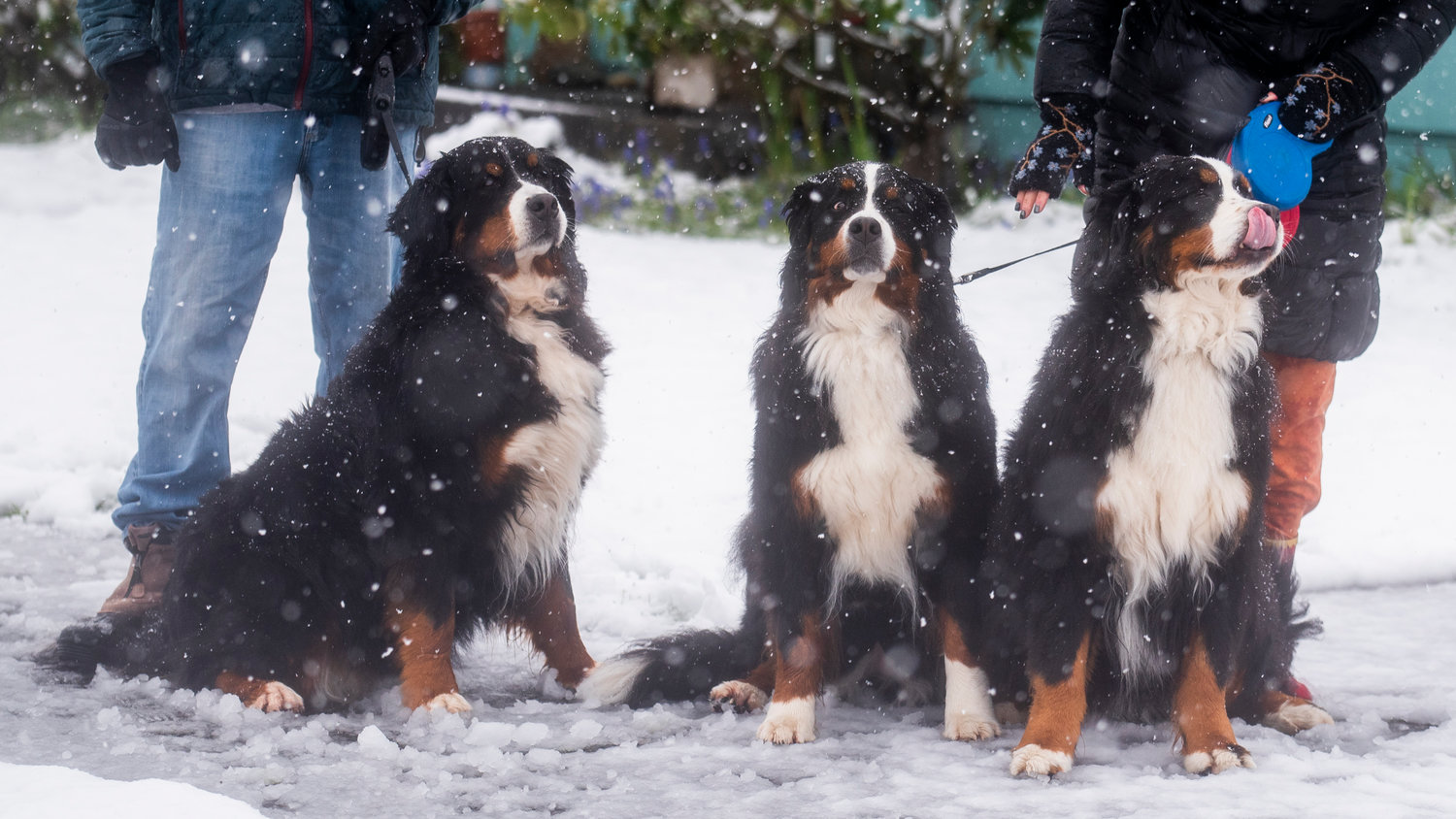 Bernese Mountain Dogs Paris, Hersey and Tronnie stop during a walk in the snow with Harvey and Colleen Means of Chehalis Monday morning.