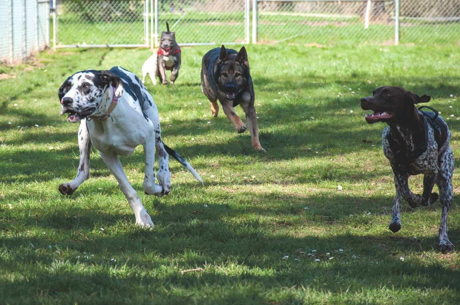 Dogs run in the Fort Borst Park dog park in the summer of 2021.