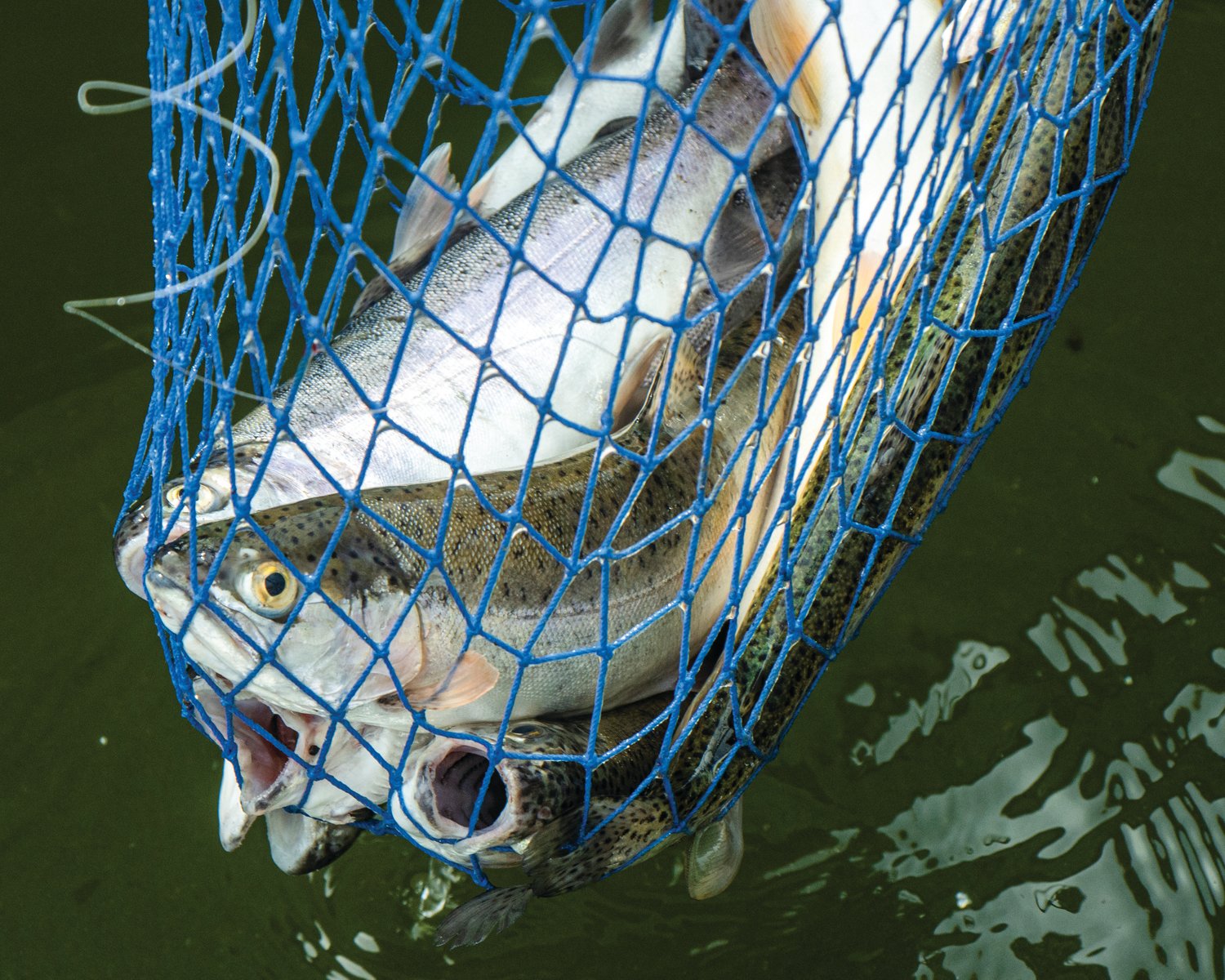 A catch of trout is held up on display in a net during the Mineral Lake Fishing Derby Saturday morning.