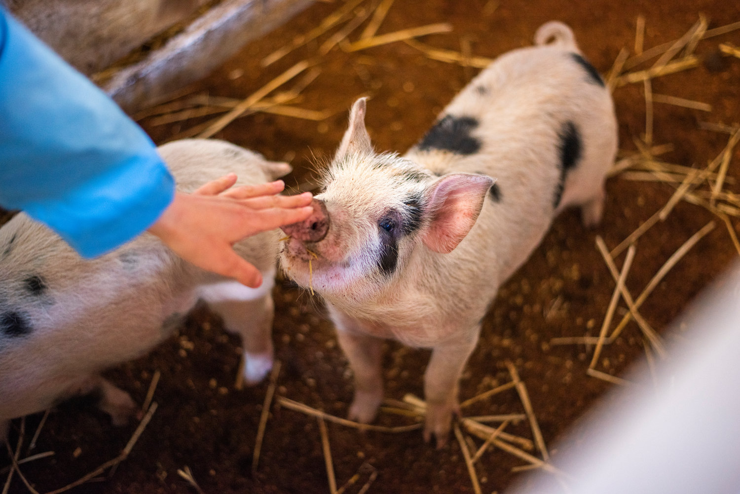 Lors de la foire de la jeunesse du printemps à Centralia samedi, vous verrez un cochon tendre la main.