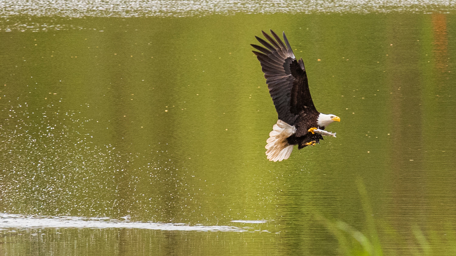 A bald eagle swoops down onto Fort Borst Lake in Centralia Wednesday afternoon to snatch a fish.