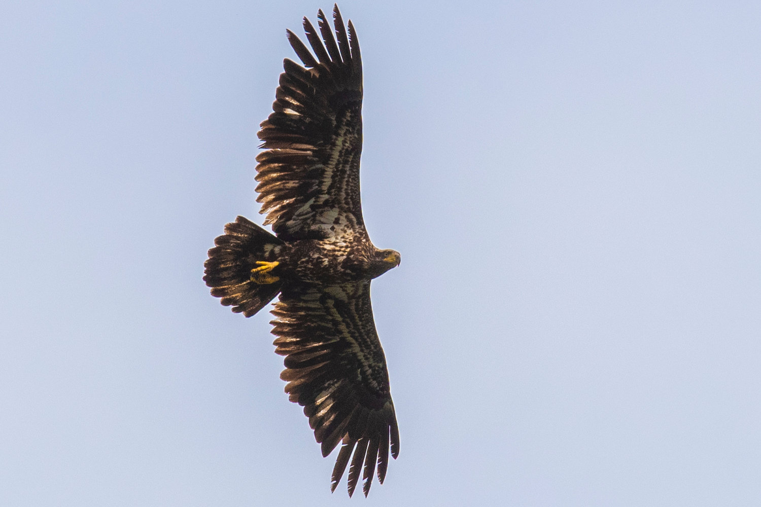 A young bald eagle flies above Fort Borst Park in Centralia on Wednesday afternoon.